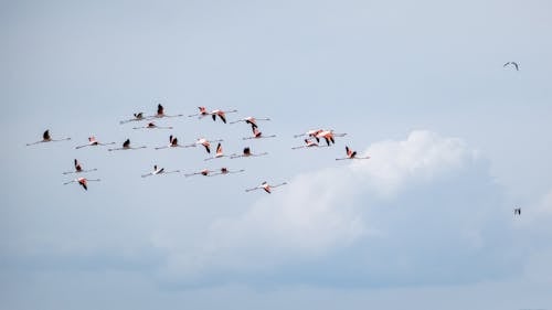 flamingolar, hayvan fotoğrafçılığı, koyun sürüsü içeren Ücretsiz stok fotoğraf