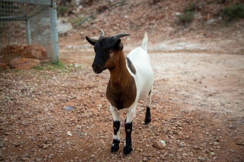 A Baby Goat on a Farm 
