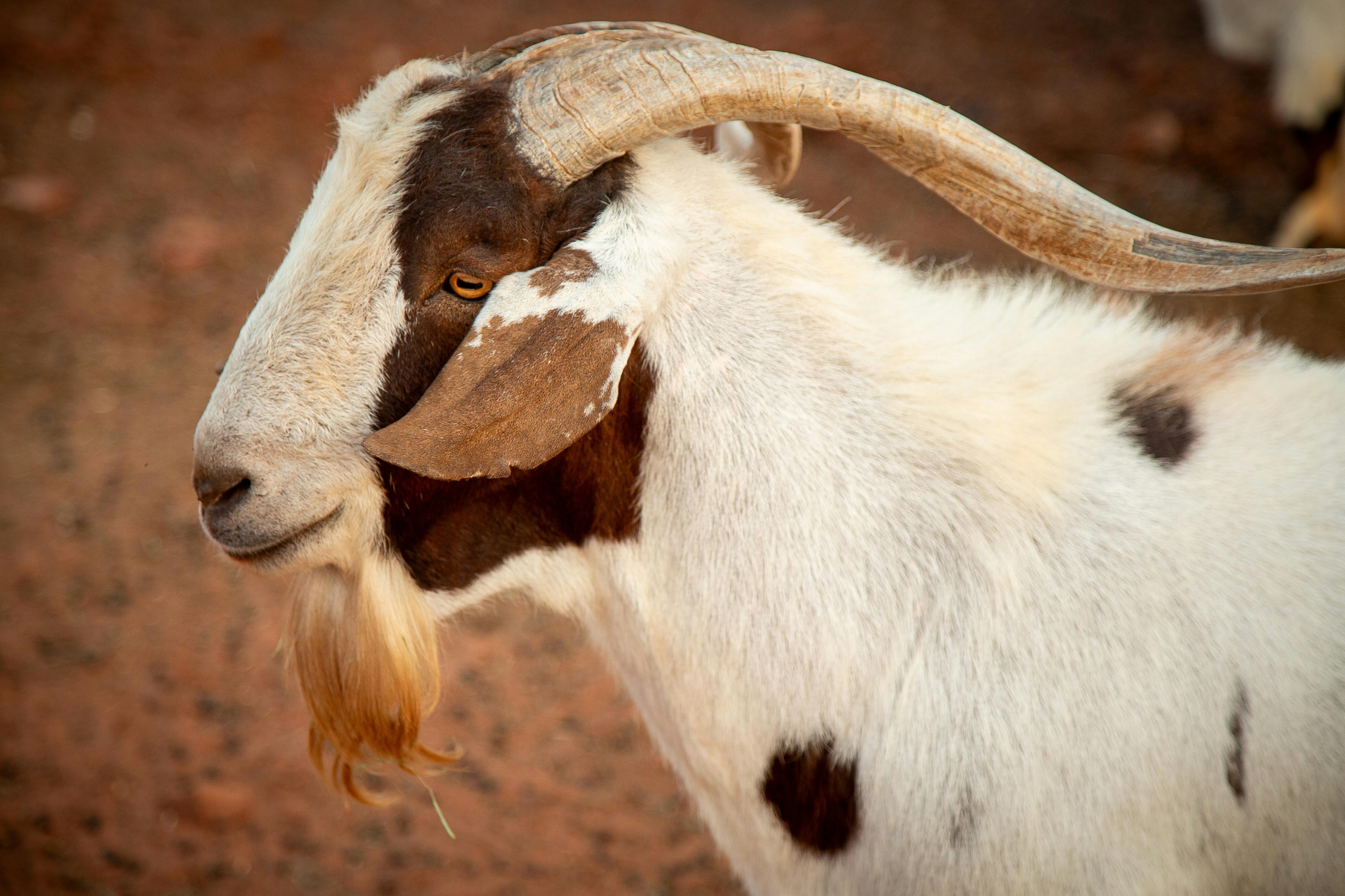 grátis Foto profissional grátis de agricultura, animais selvagens, animal Foto profissional