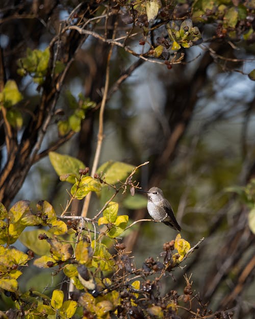 Close-up of a Hummingbird Sitting on a Tree Branch 