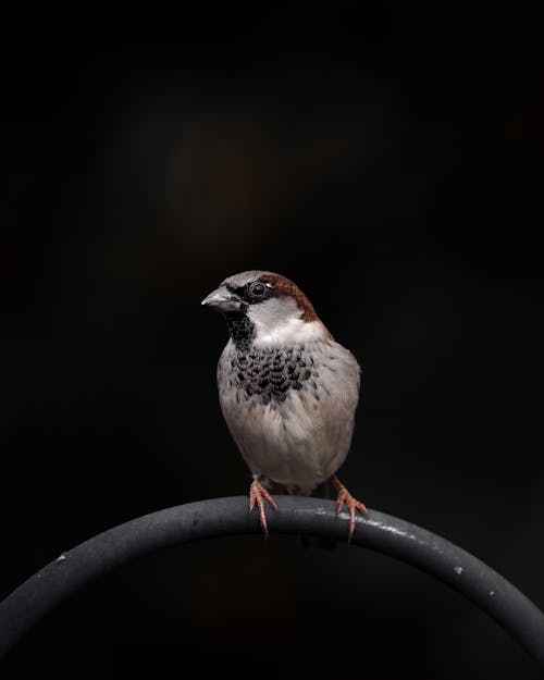 Close-up of a Sparrow Sitting on an Arched Metal Piece