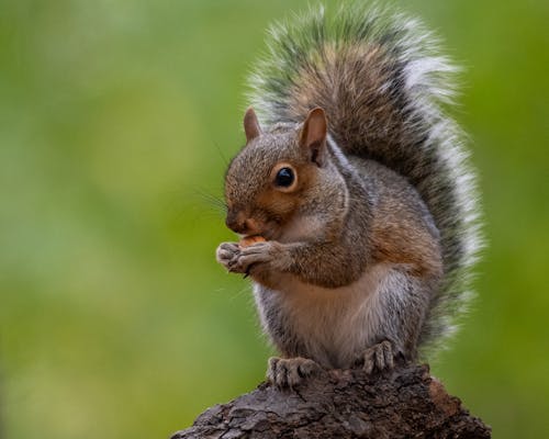 Close-up of an Eastern Gray Squirrel 