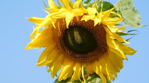 sunflower,