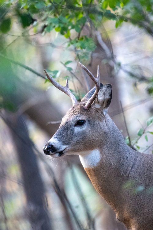 Free A captivating portrait of a white-tailed deer with antlers amidst lush forest greenery. Stock Photo