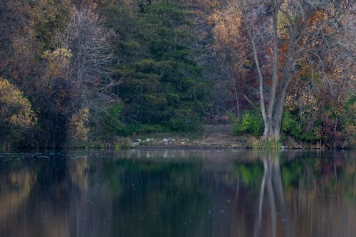 Autumnal Trees on the Shore of a Body of Water 