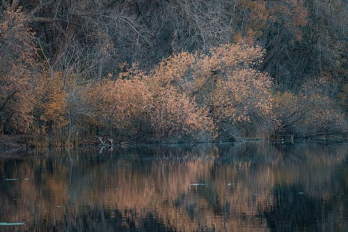 Lake in Forest in Autumn