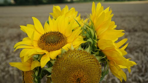 Gratis stockfoto met Bloemenboeket, veld zonnebloemen, zonnebloem