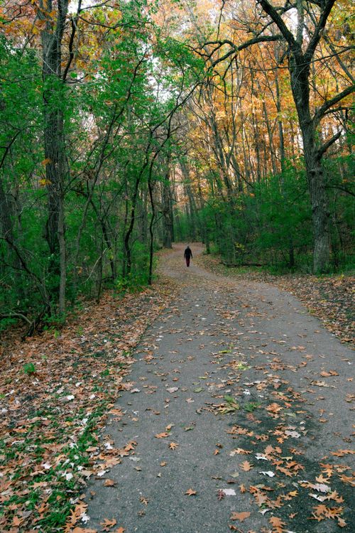 Free A serene autumn scene in a forest with fallen leaves and a lone walker on a dirt road. Stock Photo