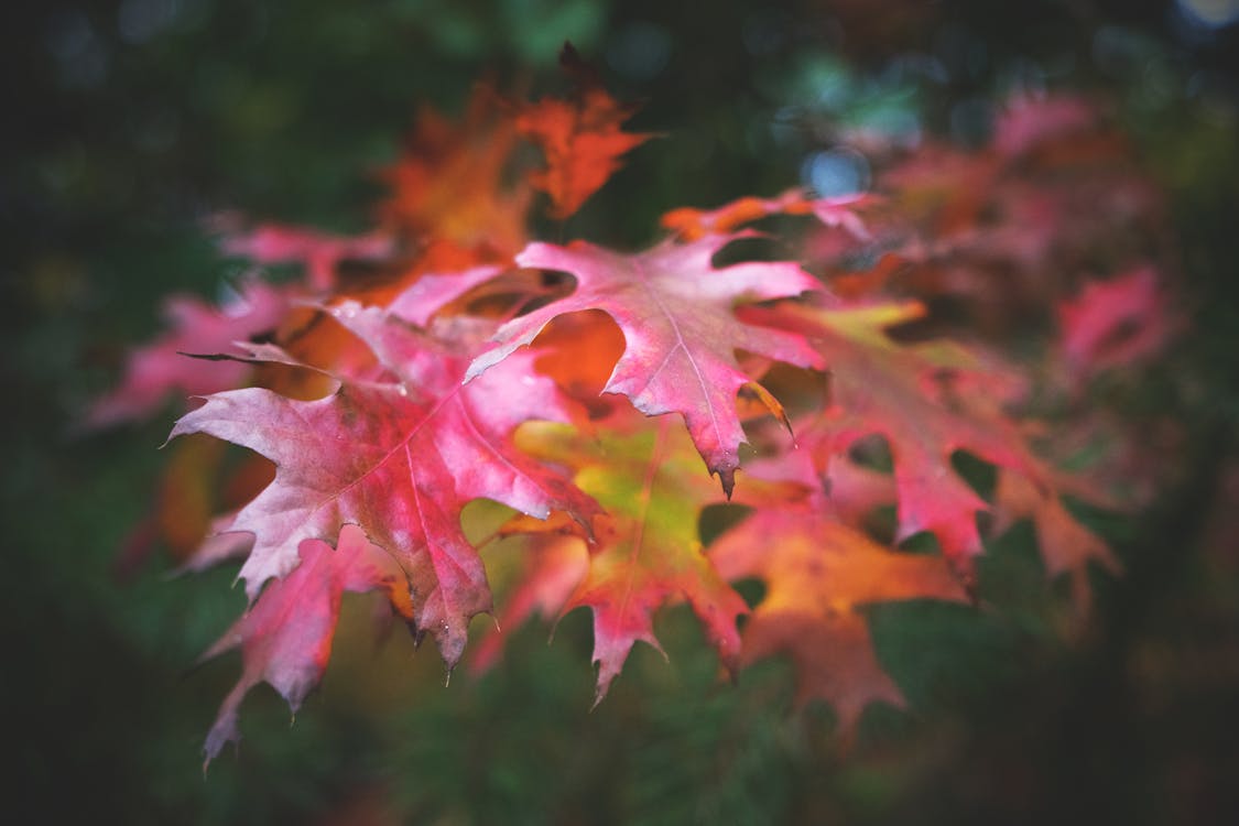 Free stock photo of fall colors, fall foliage, fall leaves