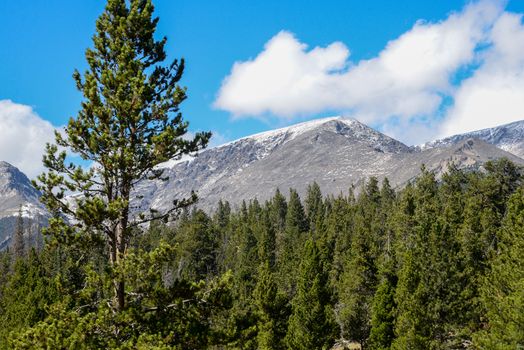 Beautiful view of the Rocky Mountains in Estes Park, CO, with lush greenery and clear blue sky.