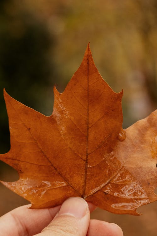 Close-up of a Person Holding an Autumnal Maple Leaf