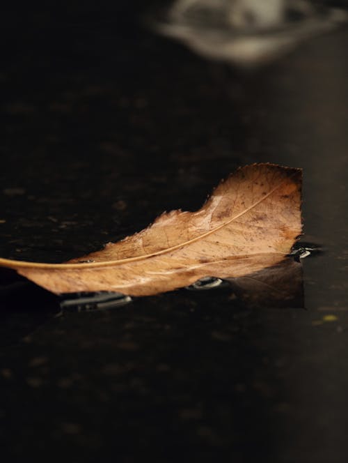 Fotobanka s bezplatnými fotkami na tému dno, flóra, jeseň