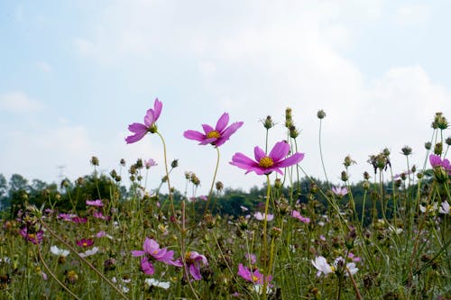 Purple Cosmos Flowers on a Meadow 