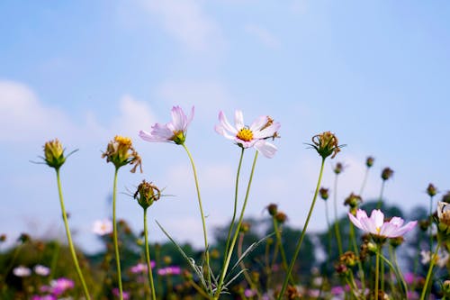 夏天, 宇宙, 微妙 的 免費圖庫相片