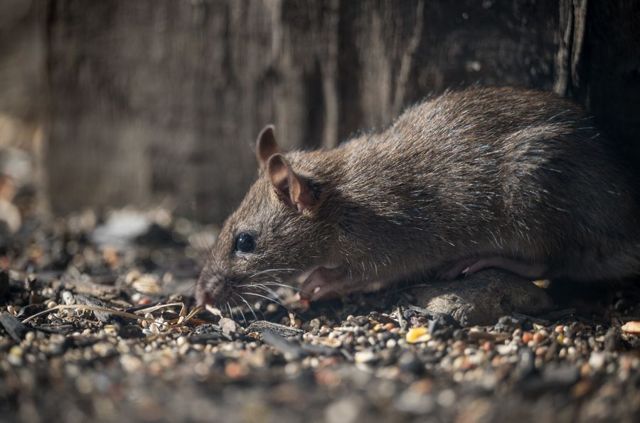 Close-up of a rat on the ground, a common rodent pest