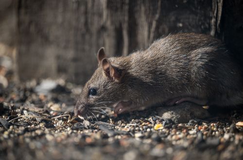 Free Detailed image of a street rat searching for food in natural habitat. Stock Photo