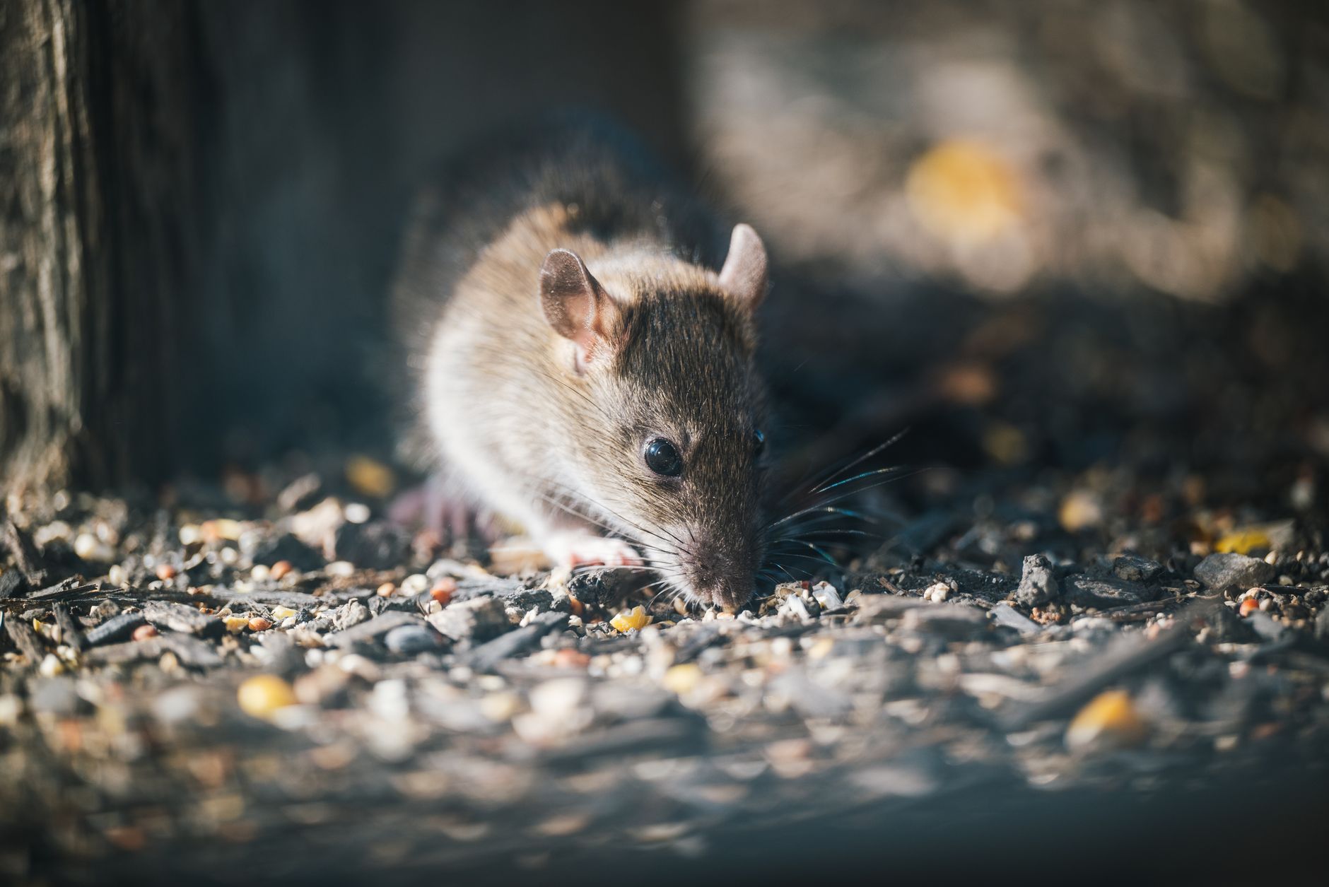 Veterinarian examining a rat during a checkup