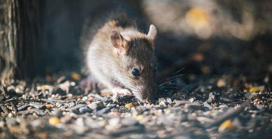 A brown rat exploring a surface — rats are the dominant indoor rodent in Malaysian homes