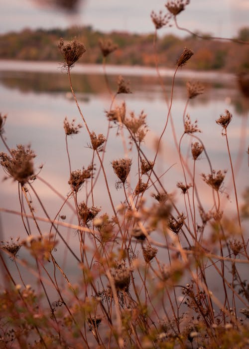 Thin Rushes by Lake