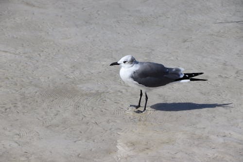 Close-up of a Seagull on the Beach 