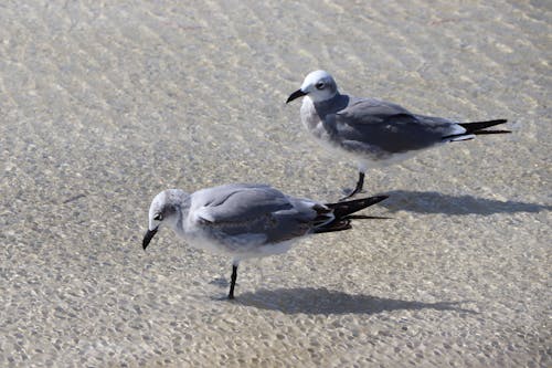 Close-up of Seagulls on the Shore 