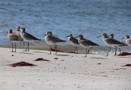 Close-up of Willets on the Beach