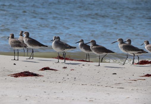 Willets