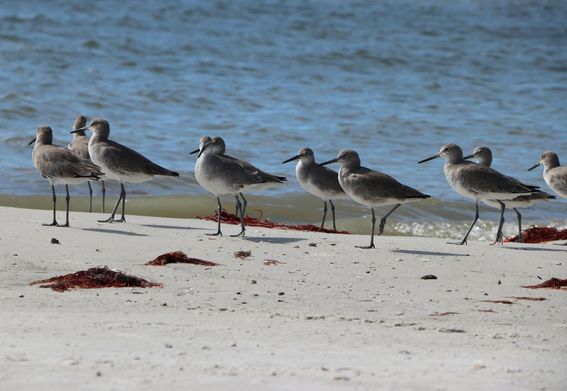 Close-up of willet shorebirds on Fort Myers beach, Florida, showcasing wildlife and ocean scenery.