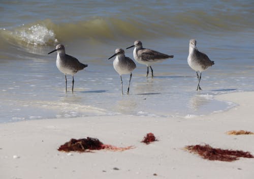 Close-up of Willets on the Beach
