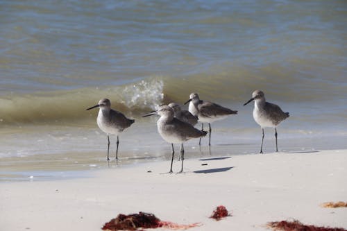 Close-up of Willets on the Beach 