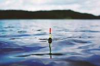 充满活力的鱼漂轻轻漂浮在宁静的蓝色水面上，非常适合旅行和自然主题