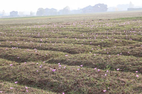 Kashmir's Golden Treasure: The Story of Saffron