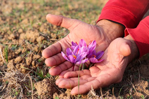 Hands Holding Purple Flowers