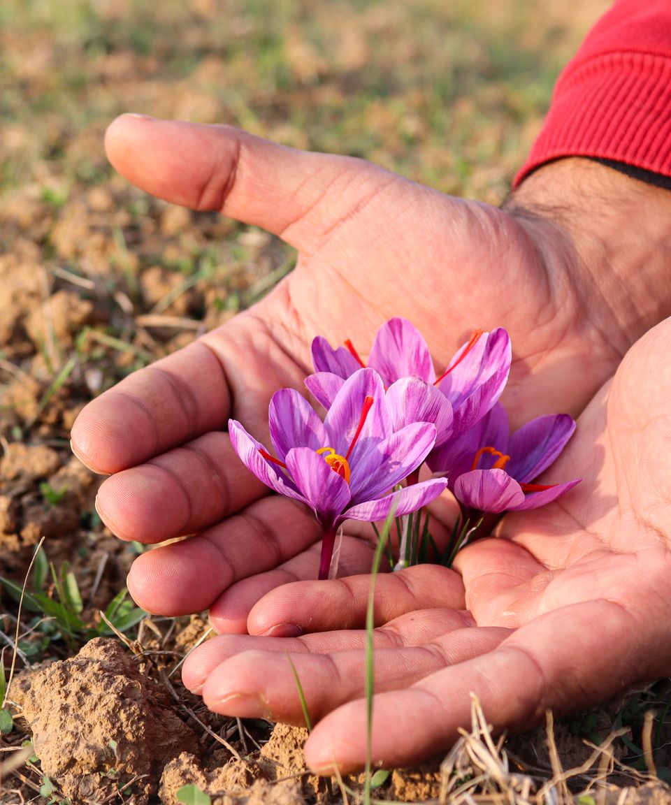 Hands holding freshly picked saffron flowers in Pampore