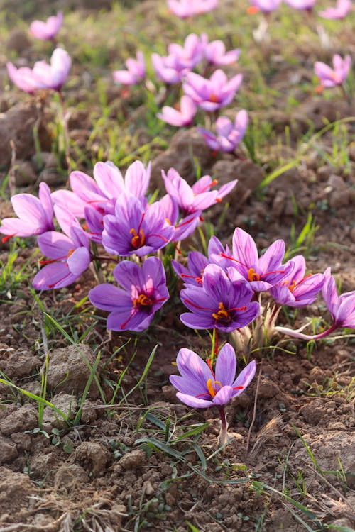 Kashmir's Golden Treasure: The Story of Saffron