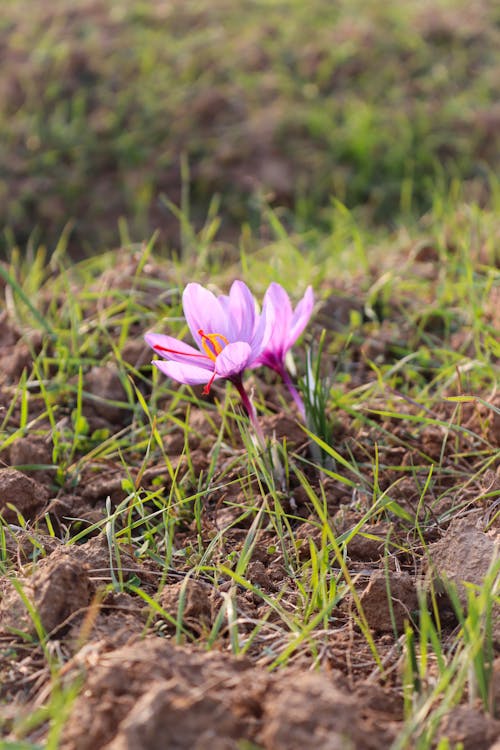 Kashmir's Golden Treasure: The Story of Saffron