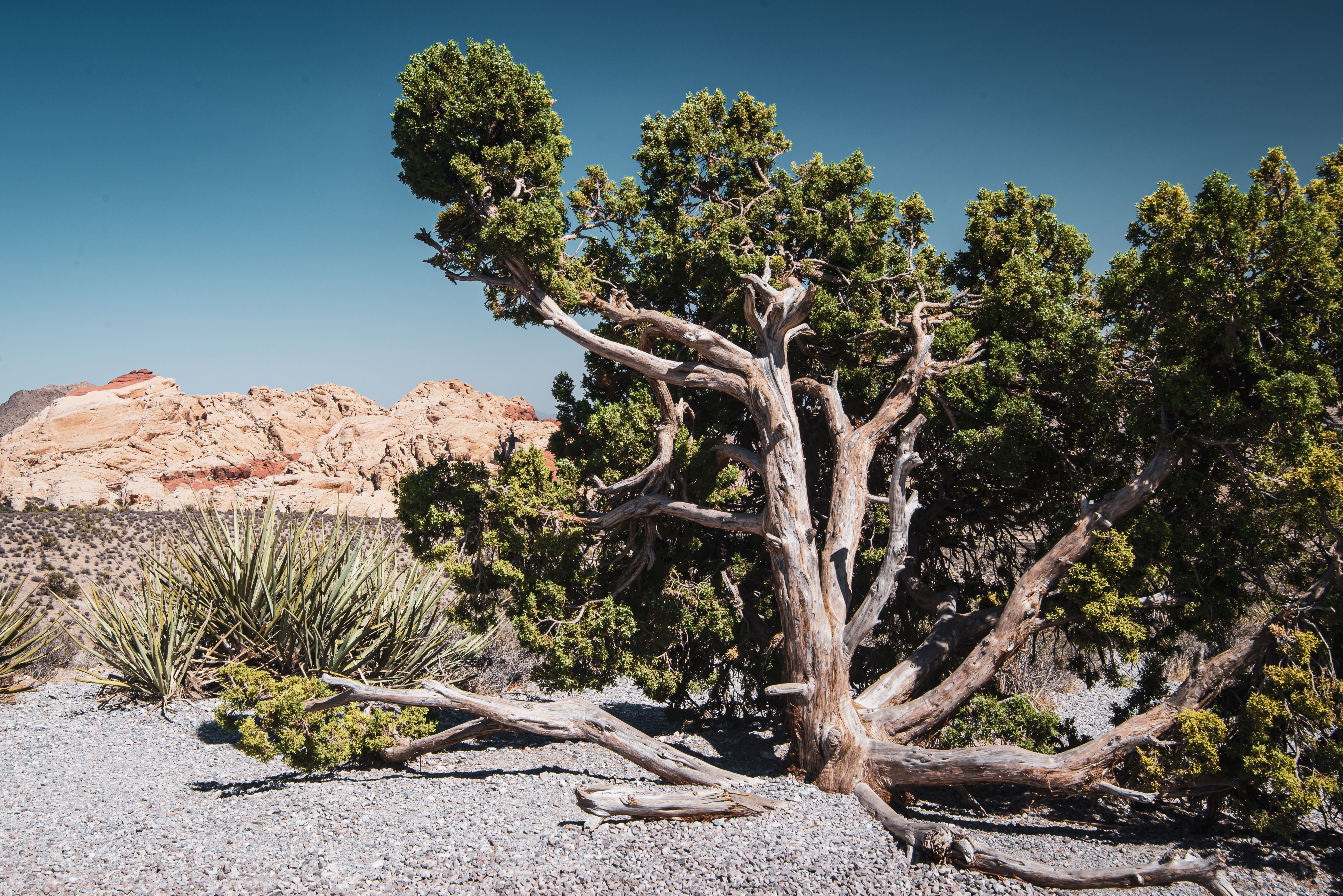 Sunlit Trees in Nature · Free Stock Photo