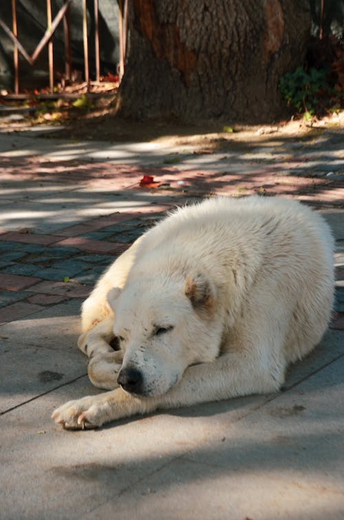 White Dog Lying Down on Pavement