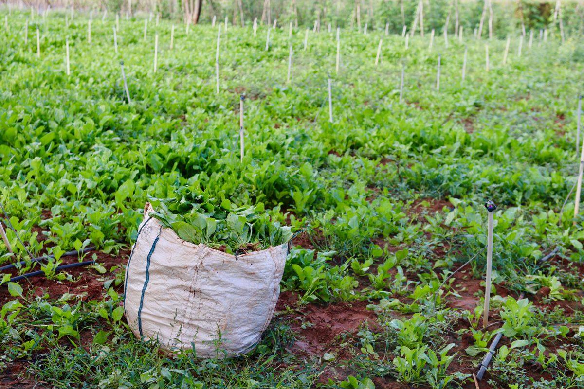 Organic vegetables