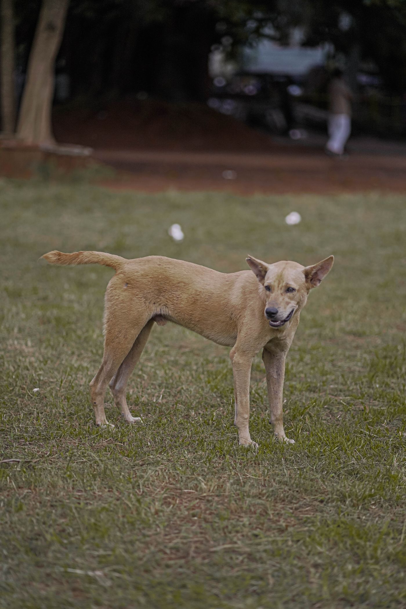 Dog standing outdoors on grass