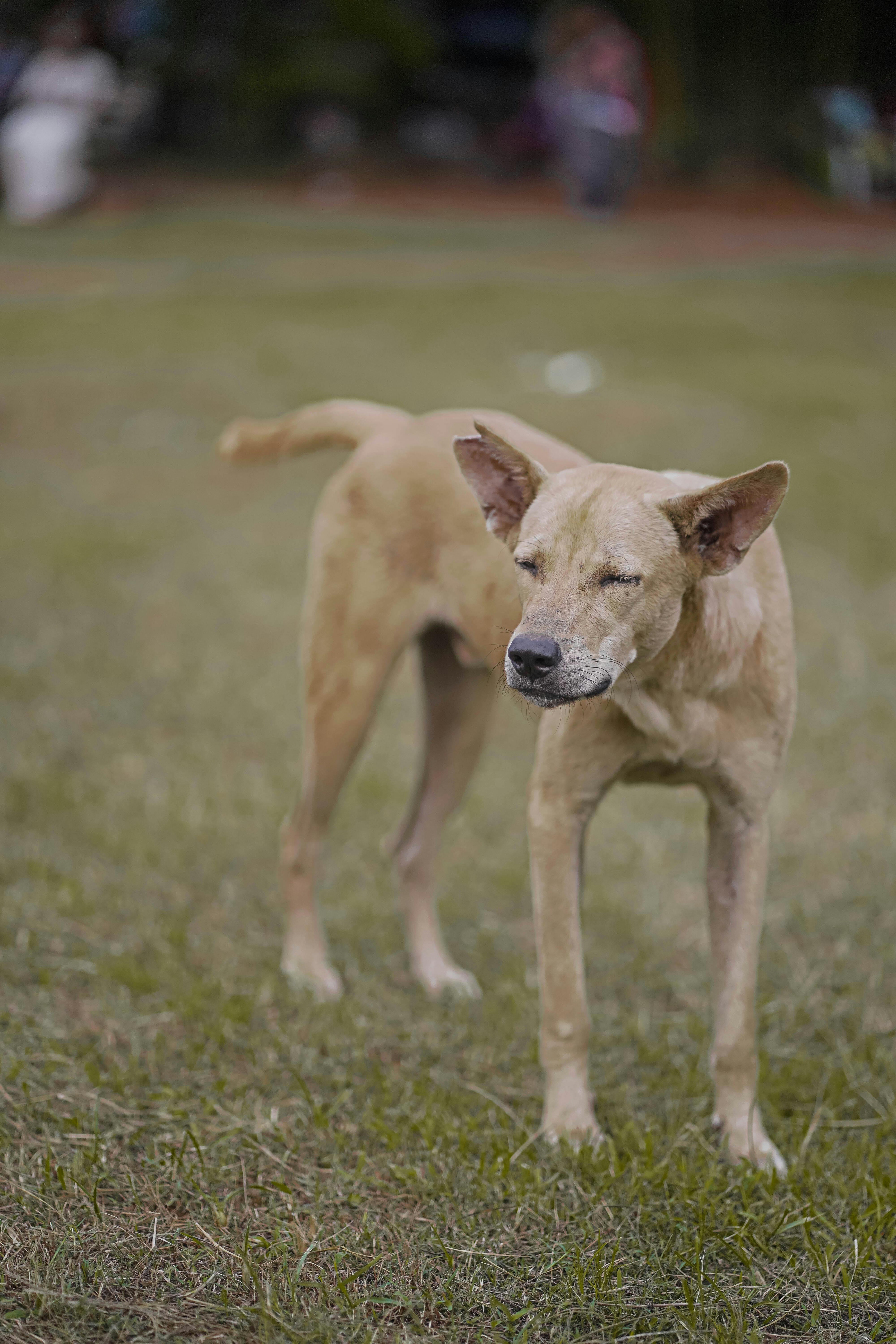 Dog with Closed Eyes Standing on the Lawn Free Stock Photo