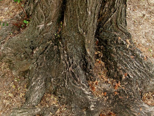 Free stock photo of root of the tree Stock Photo