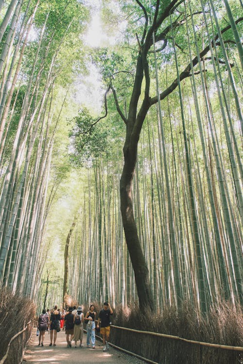 arashiyama, japan, kyoto 的 免費圖庫相片