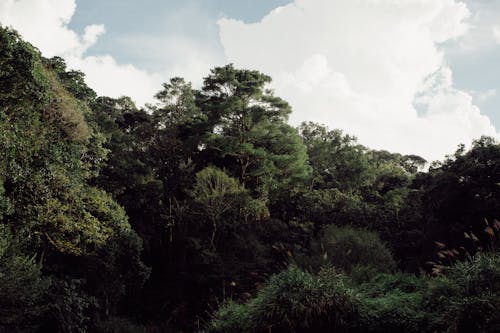 Бесплатное стоковое фото с глубокий, деревья, зеленый