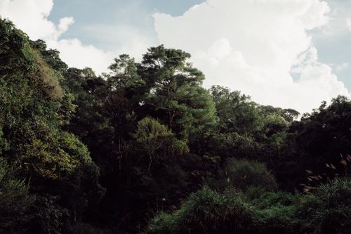 Free Lush green forest with various trees under a clear blue sky and soft clouds. Stock Photo