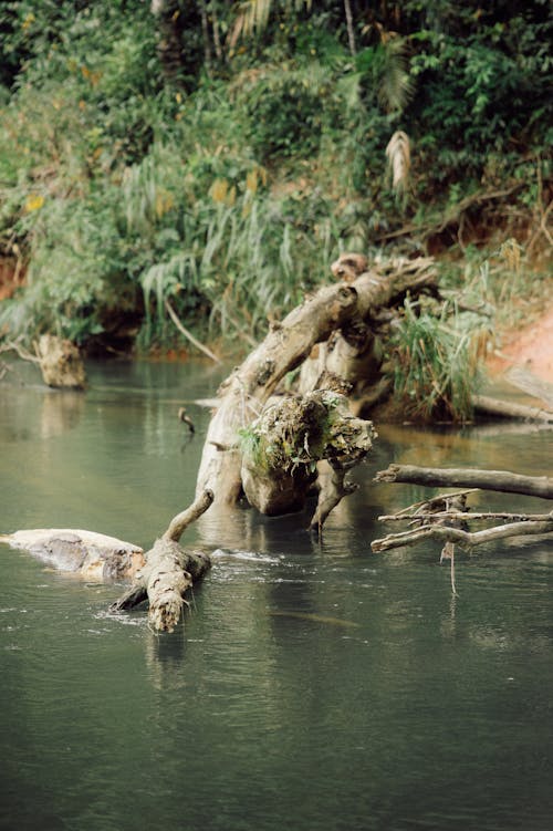 Broken Tree in River