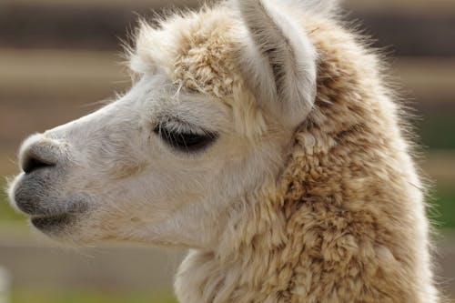 Foto profissional grátis de alpaca, cabeludo, chácara