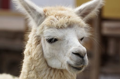 Foto profissional grátis de alpaca, cabeça de animal, cabeludo