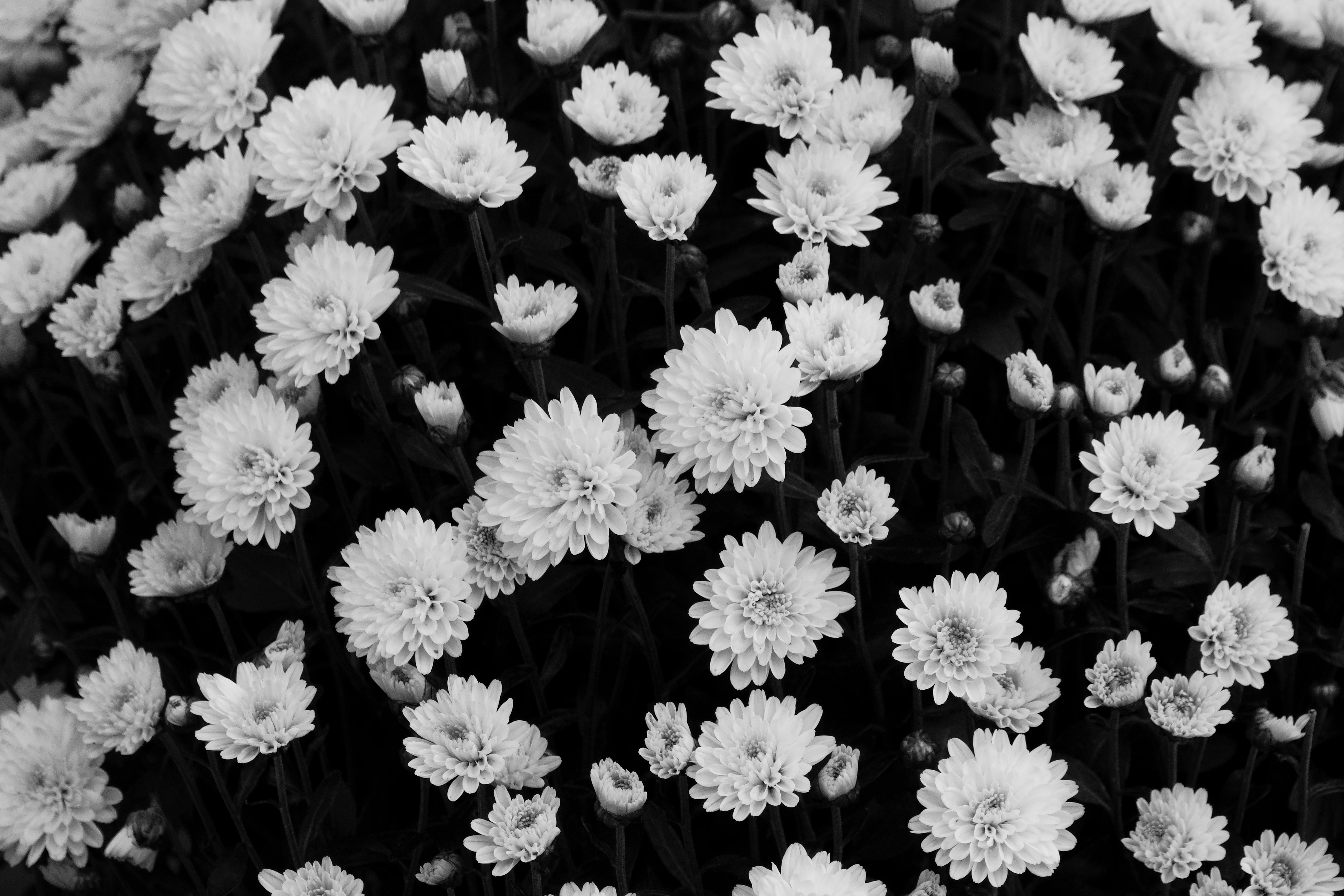 A striking black and white photo capturing a lush field of blooming chrysanthemums, highlighted by their vibrant textures.