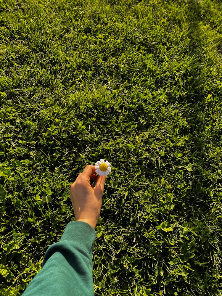 Woman Hand Holding Daisy Over Ground